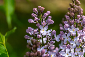 Lilac flowers blooming in springtime garden under sunlight