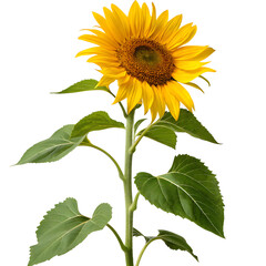 Fototapeta premium sunflower isolated on white background