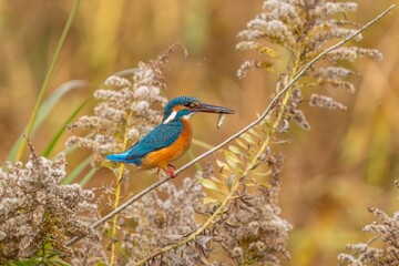 好物の小魚をゲットしたカワセミ メス