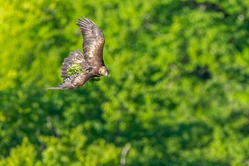 グリーンバックに巣の補修材を咥えて悠然と飛ぶイヌワシ