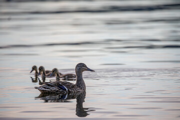 A serene image of a duck with ducklings swimming in calm waters, showcasing nature's beauty and wildlife in a peaceful setting.