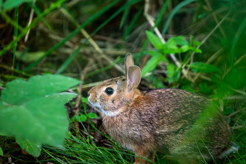 Close-up of a rabbit among green foliage and grass in a natural environment, showcasing its surroundings and habitat.