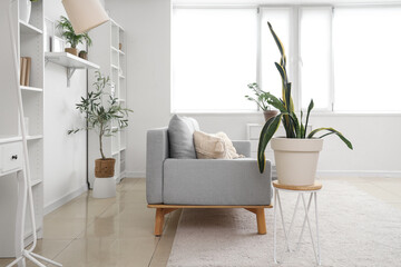 Interior of light living room with grey sofa, plants and shelf units