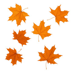 Autumn leaves scattered on transparency background, showcasing vibrant orange hues and intricate vein patterns, evoke sense of seasonal change and natural beauty