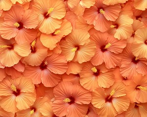 Obraz premium Collection of Peach Hibiscus Blossoms