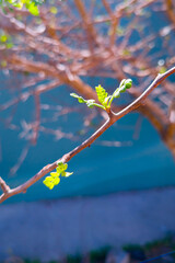 Bud on a branch of the elephant tree of the Bursera microphylla family