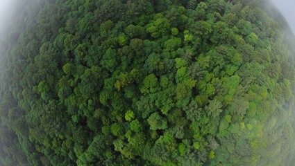 Obraz premium Aerial top view of green trees in forest. Green tree nature background for carbon neutrality and net zero emissions concept. Drone view of green tree captures CO2 to Sustainable green environment. 