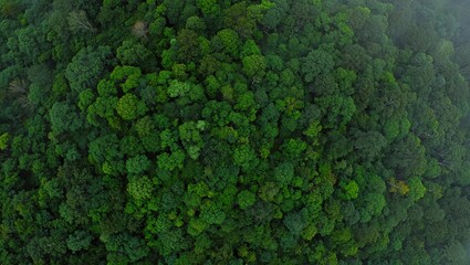 Obraz premium Aerial top view of green trees in forest. Green tree nature background for carbon neutrality and net zero emissions concept. Drone view of green tree captures CO2 to Sustainable green environment. 