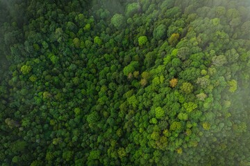 Aerial top view of green trees in forest. Green tree nature background for carbon neutrality and net zero emissions concept. Drone view of green tree captures CO2 to Sustainable green environment. 