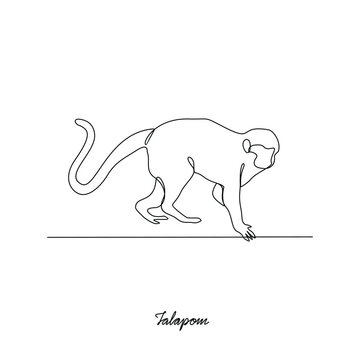 One continuous line drawing of Talapoin animal vector illustration. Primates animal themes in simple linear style vector design concept. Talapoin for your asset design and educational purpose.