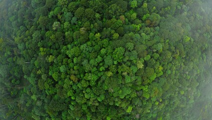 Obraz premium Aerial top view of green trees in forest. Green tree nature background for carbon neutrality and net zero emissions concept. Drone view of green tree captures CO2 to Sustainable green environment. 