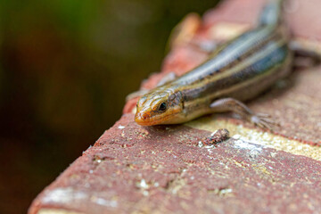 Fototapeta premium The (American) five-lined skink (Plestiodon fasciatus) . Is a species of lizard in the family Scincidae. The species is endemic to North America