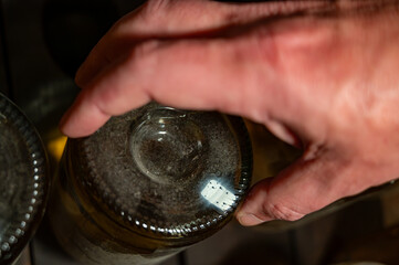 Manual riddling of champage bottles as part of traditional method of sparkling wine production....