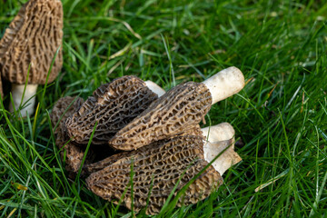 Growing wild spring mushrooms morchellas or true morels edible sac fungi for gourmet cooks, in Catalan and French cuisine, in green grass, harvest on morels in spring