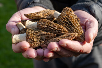 Cultivation of spring mushrooms morchellas or true morels edible sac fungi for gourmet cooks, in Catalan and French cuisine, worker's hands with raw morels mushrooms
