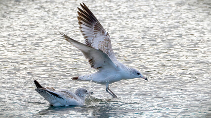 Seagulls flying over the calm lake