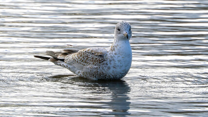Seagulls resting in the calm lake