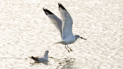 Seagulls flying over the calm lake