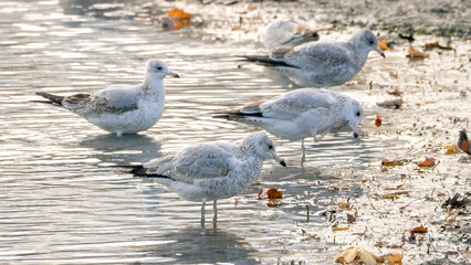 A flock of seagulls staying by the water