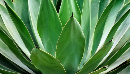 Obraz premium macro photo of agave leaves plant texture close up