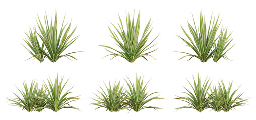 Bright edge yucca Green Plant 3D Render with Transparent PNG Background
