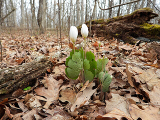 Sanguinaria canadensis - Bloodroot - Native North American Spring Blooming Woodland Wildflower