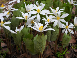 Sanguinaria canadensis - Bloodroot - Native North American Spring Blooming Woodland Wildflower