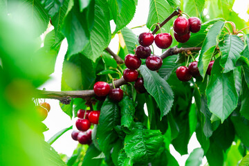 Fresh ripe cherries on tree in orchard Closeup
