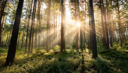 forest of trees with sun rays sun burst through the forest trees