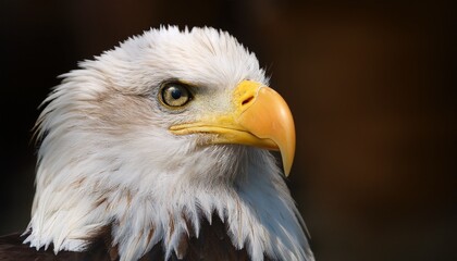 Obraz premium portrait of a bald eagle haliaeetus leucocephalus