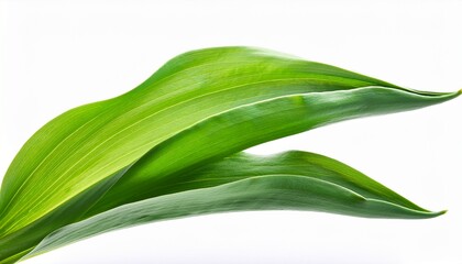 Obraz premium two bright beautiful green tulip leaves close up on a white isolated background