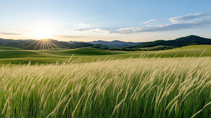 Fototapeta premium Lush grassland illuminated by golden hour light, creating serene landscape