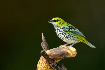Speckled Tanager , Ixothraupis guttata, perched on a banana in the Southern Costa Rican forest.