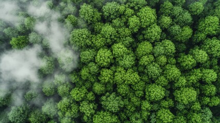 Aerial View of Lush Green Forest Covering a Vast Area in Misty Landscape