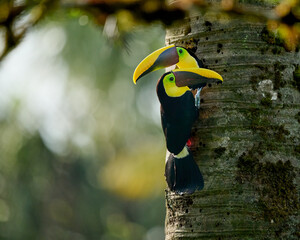 Yellow-throated toucan, ramphastos ambiguus, on the side of a tree inspecting their nest and collecting nesting materials in the southern Costa Rican rainforest.