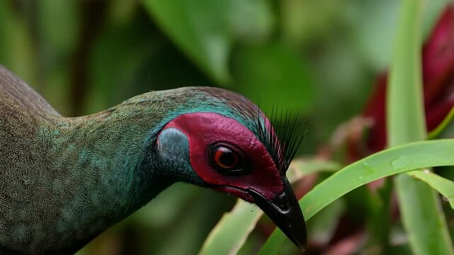 Close-up portrait of Palawan Peacock-pheasant male with iridescent green feathers and red facial skin, featuring distinctive erect filoplumes