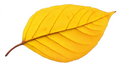 Obraz premium Vibrant Yellow Autumn Leaf Detail Macro Photography