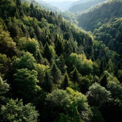 Obraz premium Lush Green Forest Landscape with Dense Evergreen Trees and Rolling Hills Under Clear Blue Sky, Capturing Nature's Serenity and Beauty during Daylight Hours