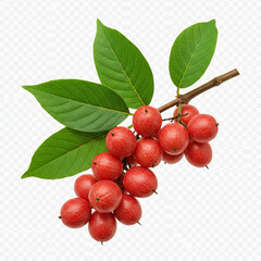 guaraná