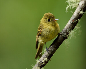 Yellowish Flycatcher, empidonax flavescens, perched on a branch in the southern Costa Rican rainforest.