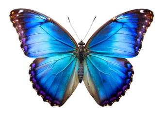 Blue Morpho Butterfly: Captivating image of a Blue Morpho butterfly, its striking wings shimmering with iridescent hues of azure and cerulean blue. A symbol of transformation and beauty.