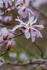 magnolia