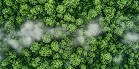 Aerial View of a Lush Green Forest, Natural Landscape and Untouched Wilderness