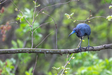 Little blue heron perched on a tree branch.