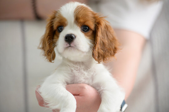 Cute Cavalier King Charles Spaniel puppy held by a person indoors. The young dog looks calm and curious at the camera
