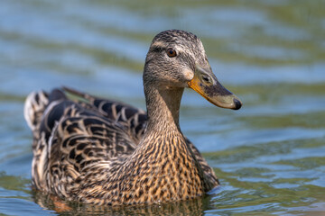 Closeup of a female mallard duck swimming towards the camera.