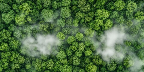 Aerial View of a Lush Green Forest, Natural Landscape and Untouched Wilderness