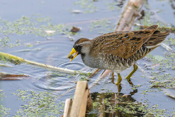 Closeup up of a sorry in a shallow lake.