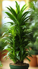 Obraz premium dracaena flower