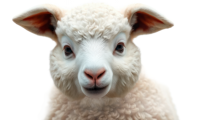 Closeup of an Adorable Fluffy White Lamb